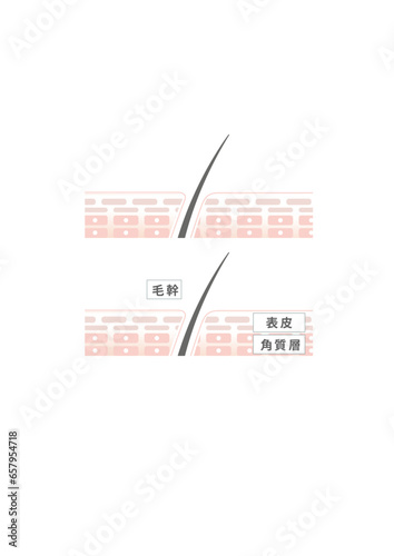肌　皮膚　表皮　構造　説明　イラスト　美容　健康　解説