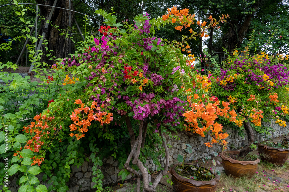 Beautiful, colorful, bougainvillea trees grow in ceramic pots in a city park along a stone wall.