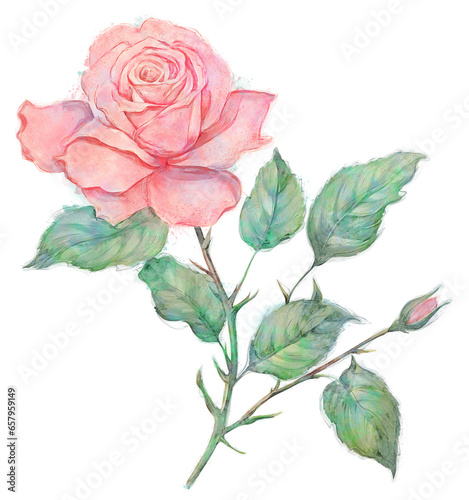 Pink Rose Flowers ,Watercolor Digital Painting isolated on white .