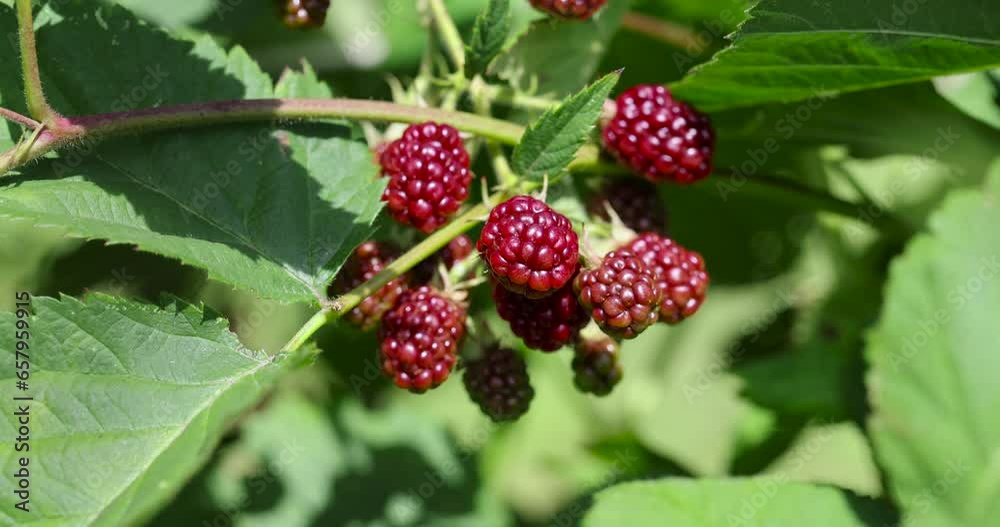 blackberry shrub in the summer, the ripening of the black blackberry crop close-up blackberry shrub in the summer, the ripening of the black blackberry crop close-up
