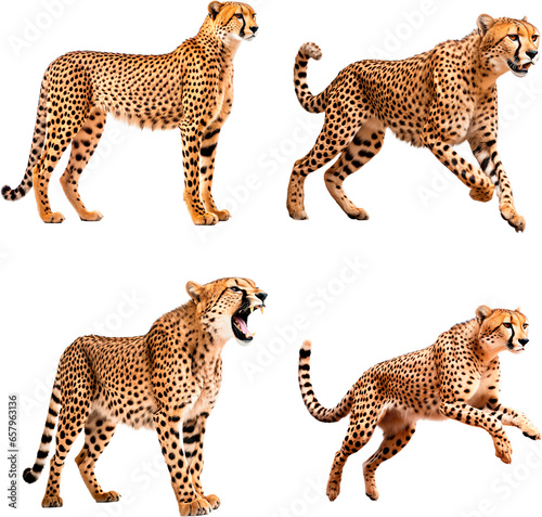 Cheetah (Standing, Running, Roaring, Jumping)