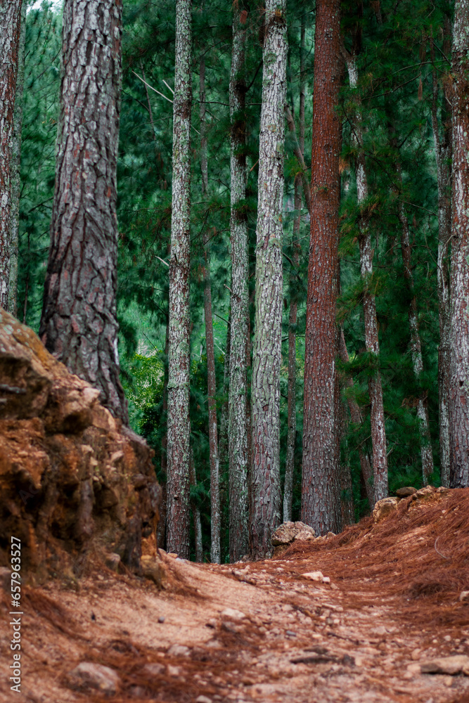 Obraz premium pine forest in the morning