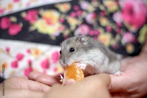 Guinea pig pet eating piece of orange fruit in little asian girl hand closeup background (cavia porcellus  hamster) photo