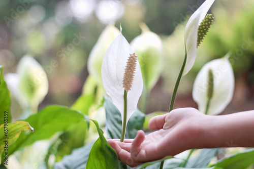 White spathiphyllum flower blooming with asian girl hand holding stem in garden summer background photo