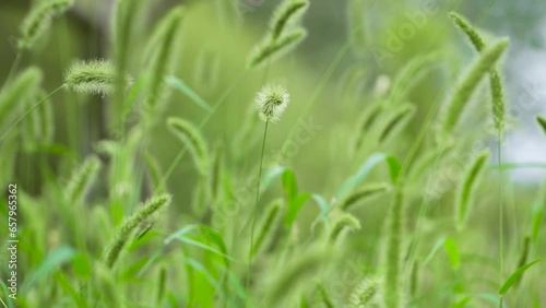 Dogtail grass swaying in the wind in the field photo