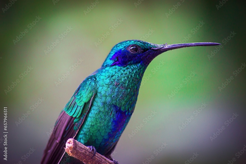 Enchanting Wings: Capturing the Beauty of Hummingbirds in the Heart of Quito, Ecuador