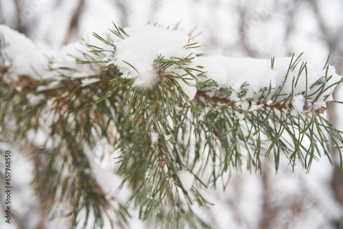 Fir branches covered with white fluffy snow.