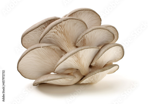 oyster mushroom on white background photo