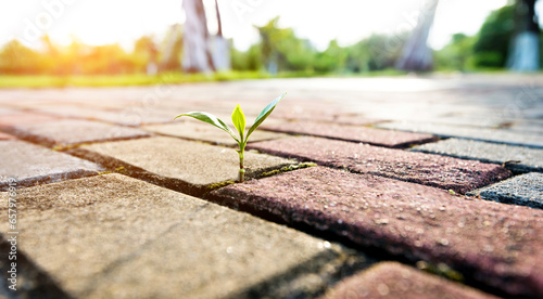 Εκτύπωση καμβά Small plant growing on cracked street