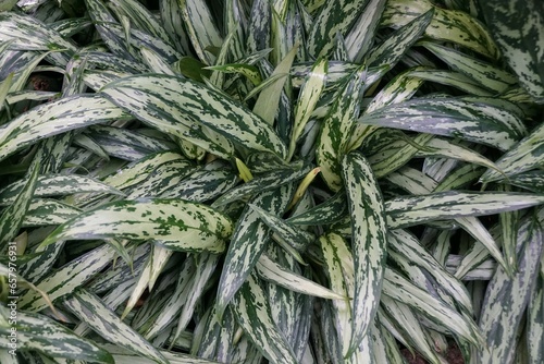 Beautiful silver and green long leaves of Aglaonema Muklass photo