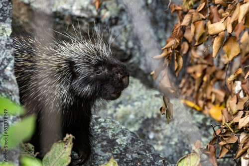 Porcupin on some rocks photo