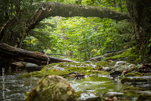 stream in the forest photo