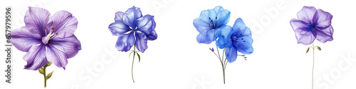   Balloon Flower Hyperrealistic Highly Detailed Isolated On Plain White Background