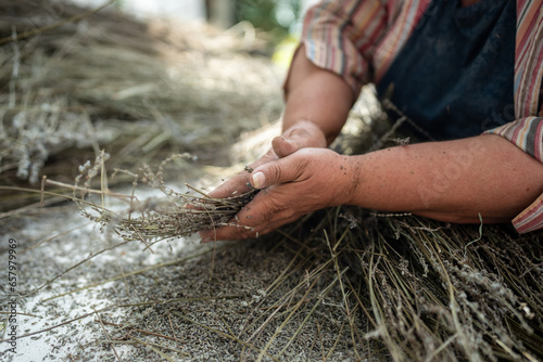 Branches dry lavender plants in woman farmer hands on farm. Using in culinary, aroma products. Agriculture, collecting, drying fragrant herbs inflorescences. Agribusiness, manual labor, work concept. 