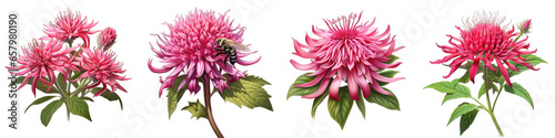  Bee Balm Flower Hyperrealistic Highly Detailed Isolated On Plain White Background