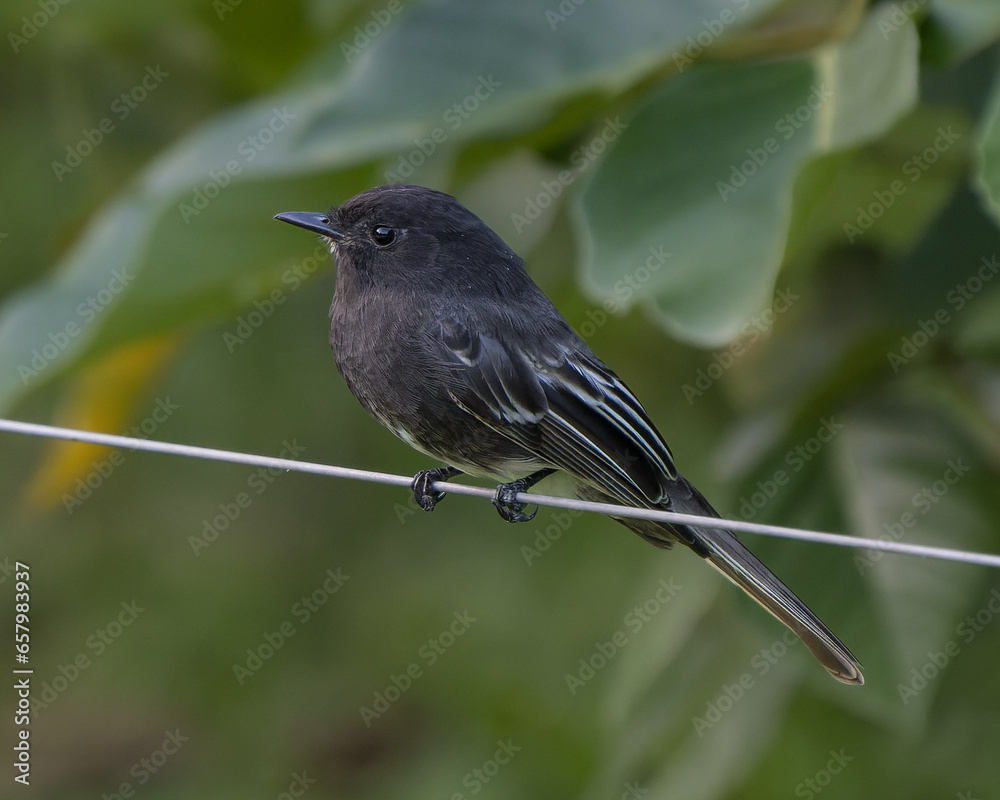 Fototapeta premium Sayornis nigricans