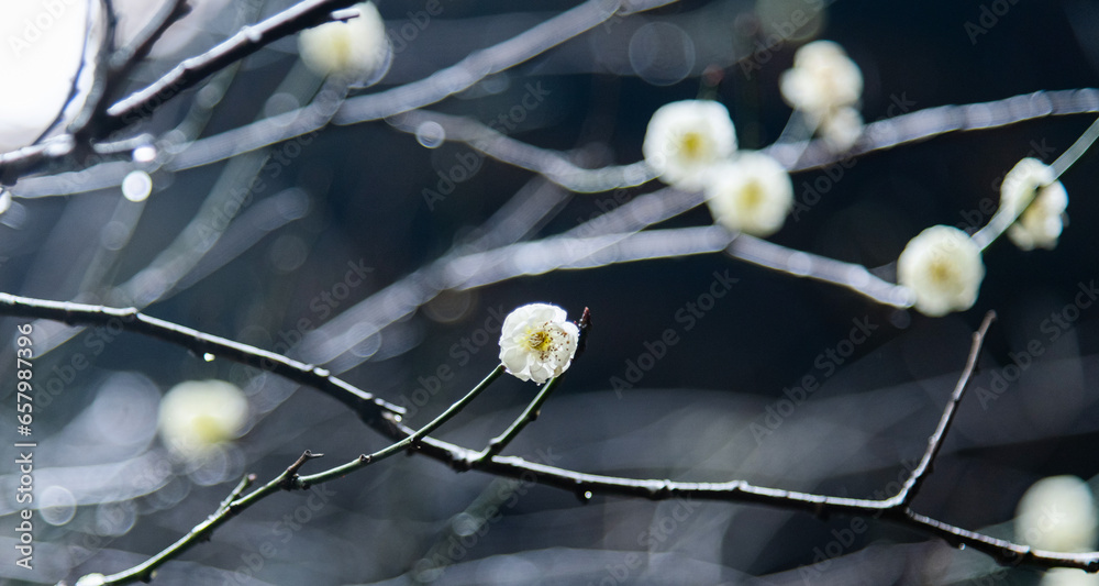 White wintersweet blossom on the tree White wintersweet blossom on the tree