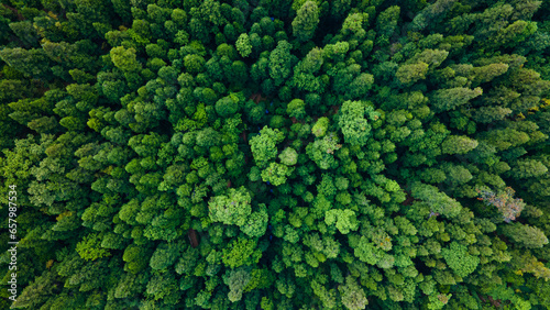 Aerial / Drone view of the forest