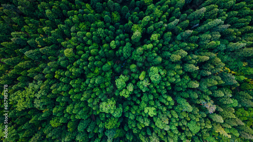 Aerial   Drone view of the forest