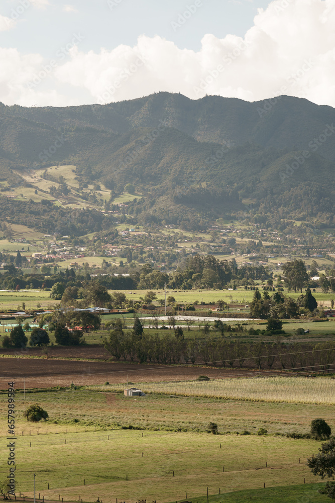 Fototapeta premium landscape with cows and mountains