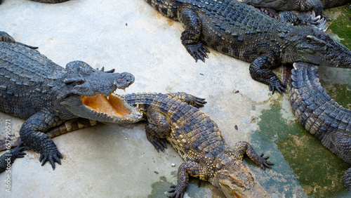 Crocodile.Opens its mouth in the zoo