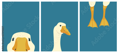 A set of posters with goose parts. Bird head, bird legs, goose on a blue background. Vintage posters with bird. Flat vector illustration, eps10