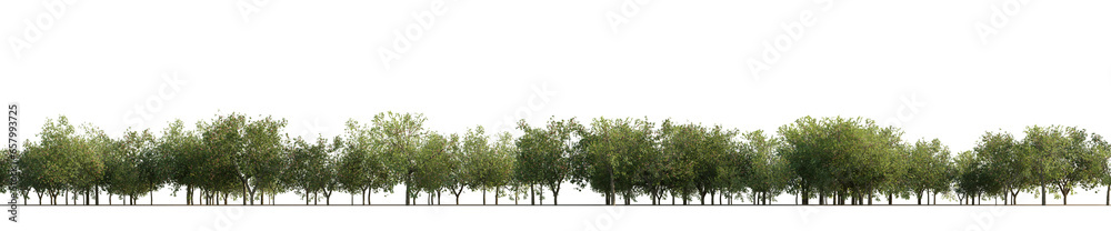 Obraz premium isolated deciduous tree, best use for background