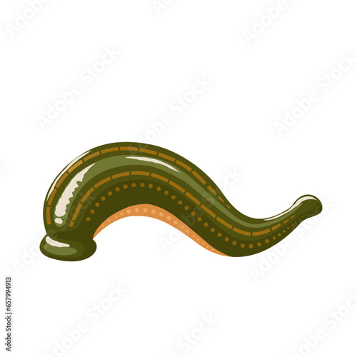 Vector illustration, Hirudo medicinalis leech, isolated on white background. photo