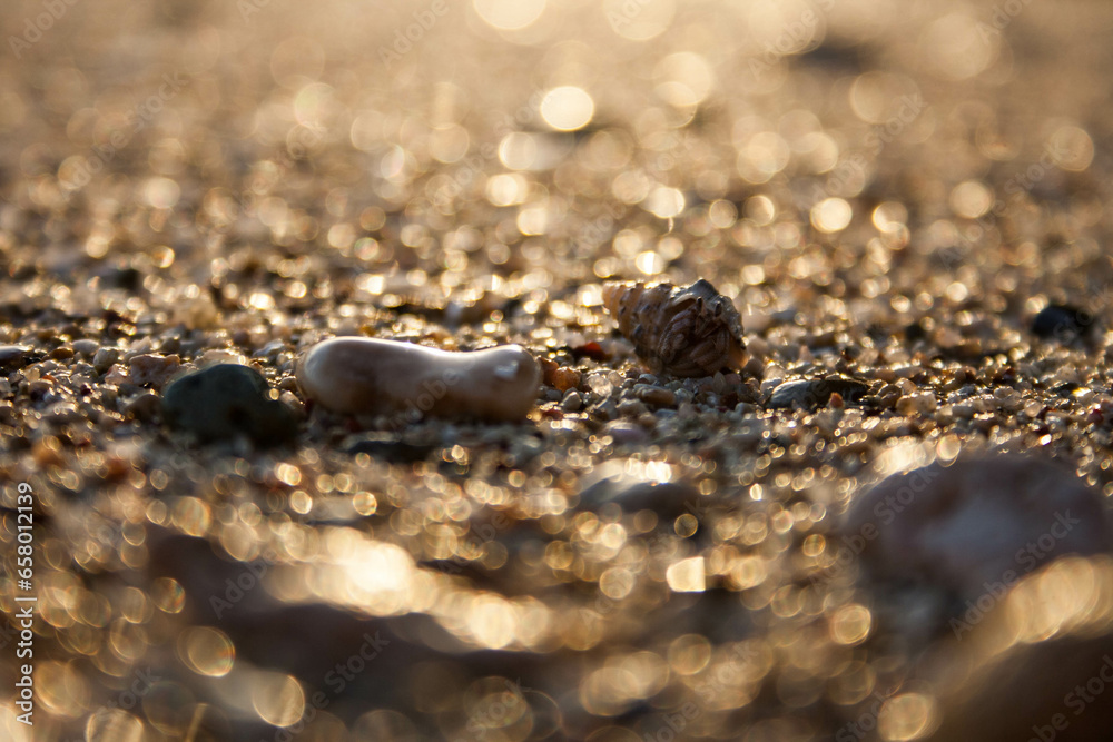 sand and seashells on the beach, macro closeup sand and seashells on the beach, macro closeup