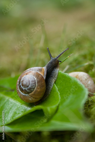 snail climbing over a leaf in the garden, closeup macro 