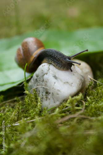 snail climbing over a rock in the garden, closeup macro 