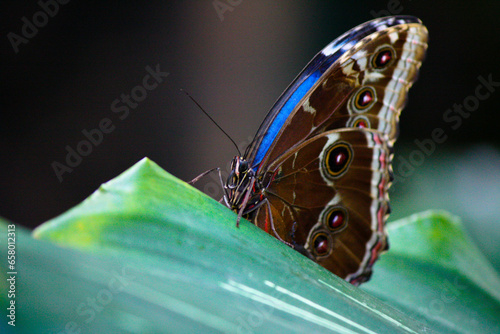 Photography blue monarch butterfly with closed wings