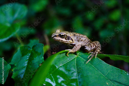 frog on a leaf closeup