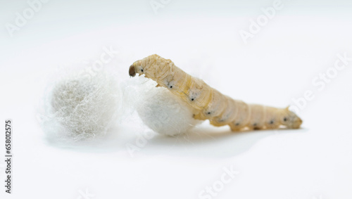 Silkworm make cocoon on white background