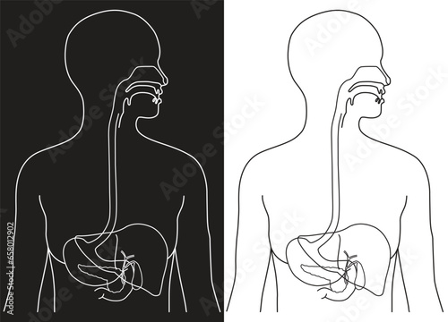 Thin line drawing art of human organs-the hollow organs that make up the gI tract are the mouth, esophagus, stomach, small intestine, large intestine and anus