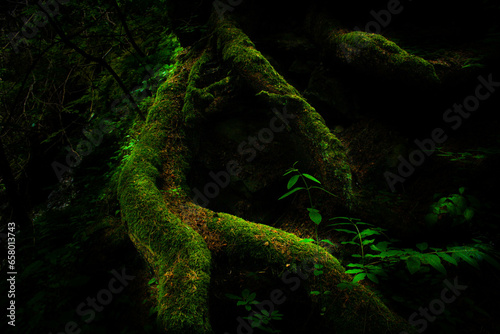 green tree roots
