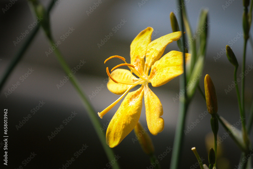 Fototapeta premium yellow iris flower