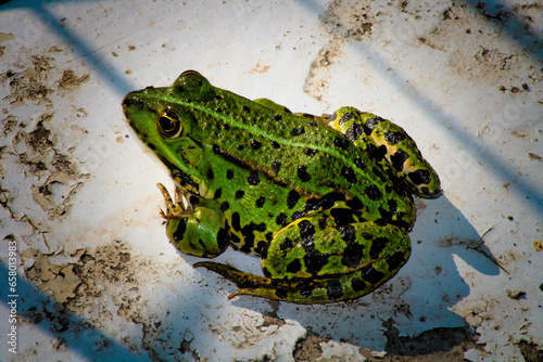 frog on the ground photo