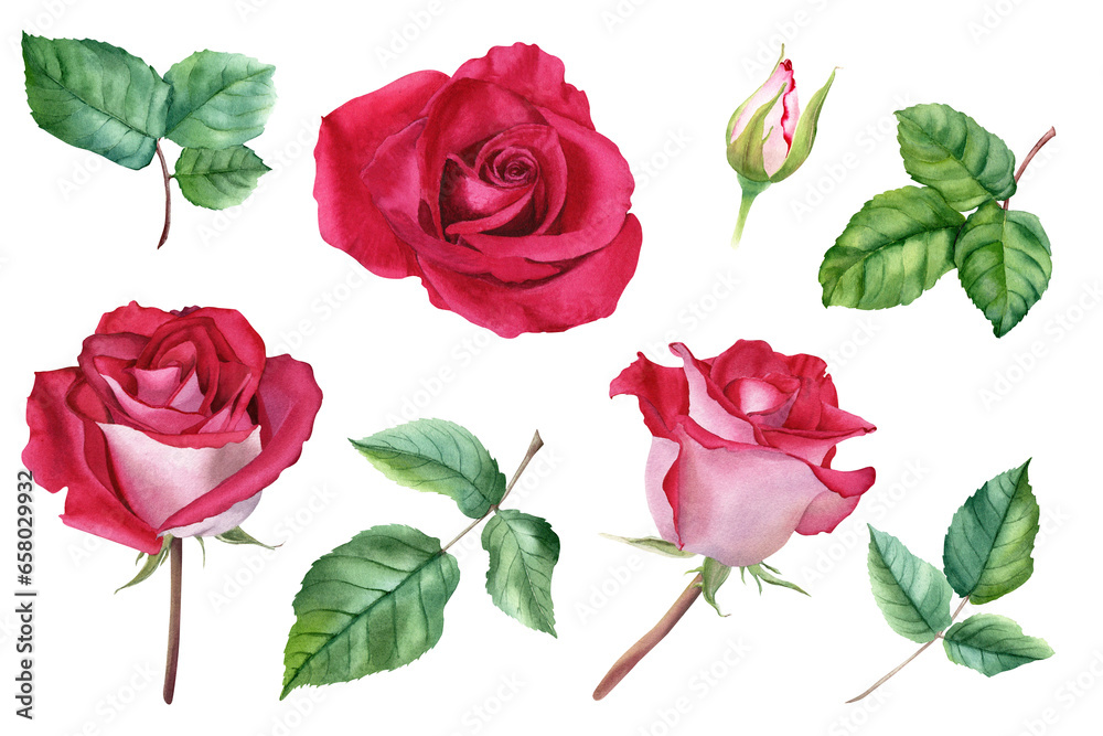 A set of flower Rose blooms, buds and leaves. Watercolor illustration. For clip art cards invitation A set of flower Rose blooms, buds and leaves. Watercolor illustration. For clip art cards invitation