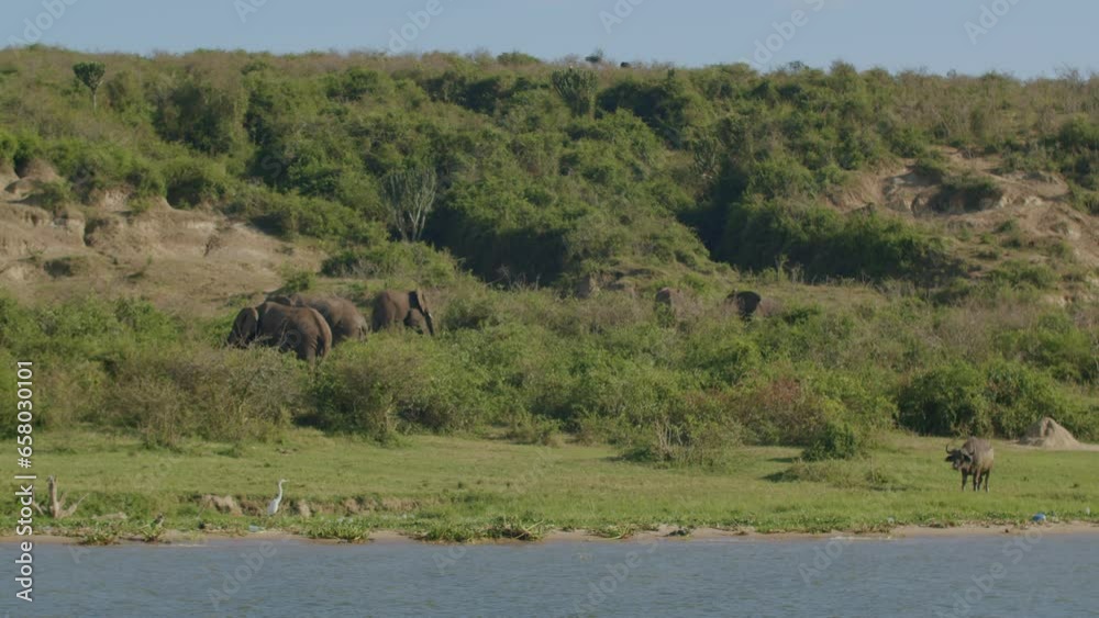 Elephants and buffalo in Queen Elizabeth park, Uganda in Africa Elephants and buffalo in Queen Elizabeth park, Uganda in Africa