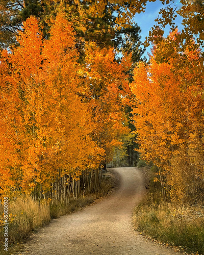 Golden and orange aspens framing a dirt road on a sunny day during fall colors season in the Eastern Sierra mountains