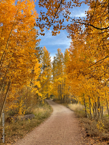 Golden and orange aspens framing a dirt road on a sunny day during fall colors season in the Eastern Sierra mountains