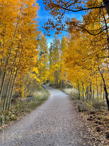 A pretty country road in California  framed on both sides by trees with colorful fall foliage