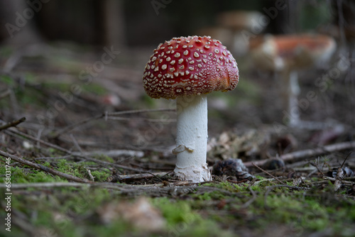 beautiful red toadstools stand in the forest
