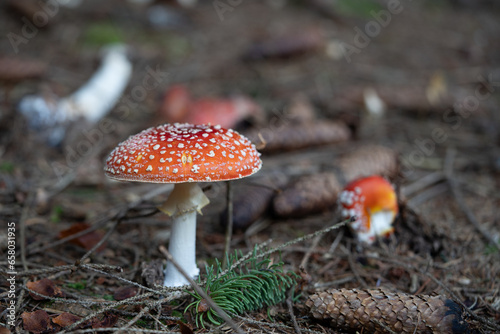 beautiful red toadstools stand in the forest photo