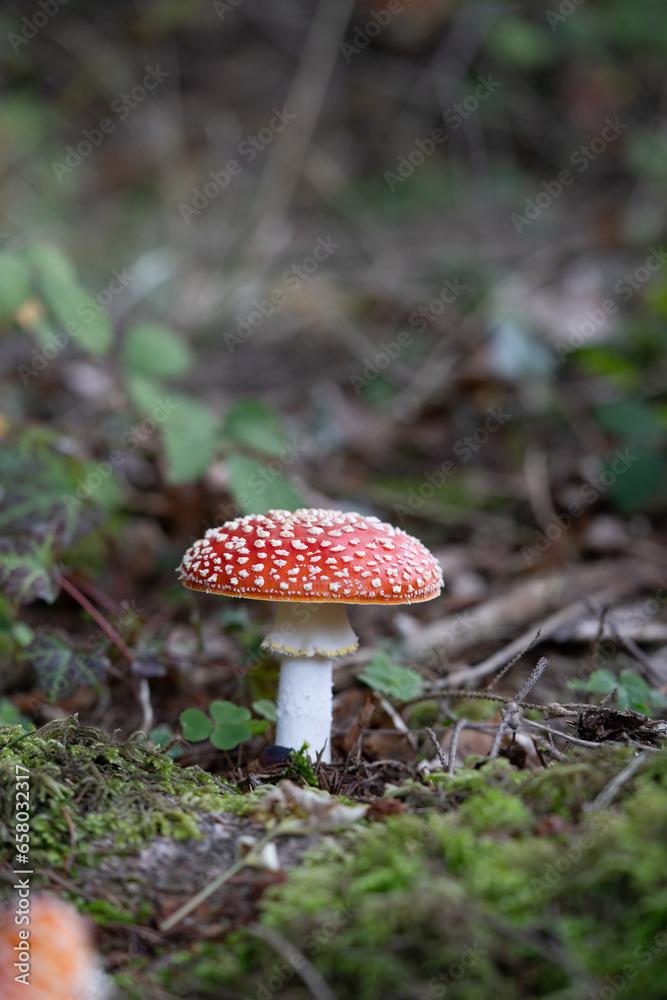 beautiful red toadstools stand in the forest beautiful red toadstools stand in the forest