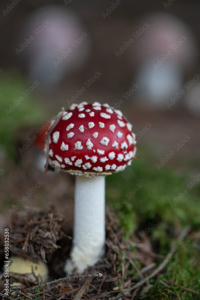 beautiful red toadstools stand in the forest beautiful red toadstools stand in the forest