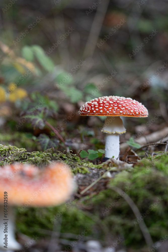beautiful red toadstools stand in the forest beautiful red toadstools stand in the forest