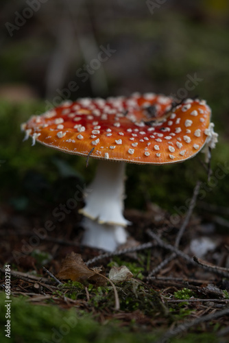 beautiful red toadstools stand in the forest