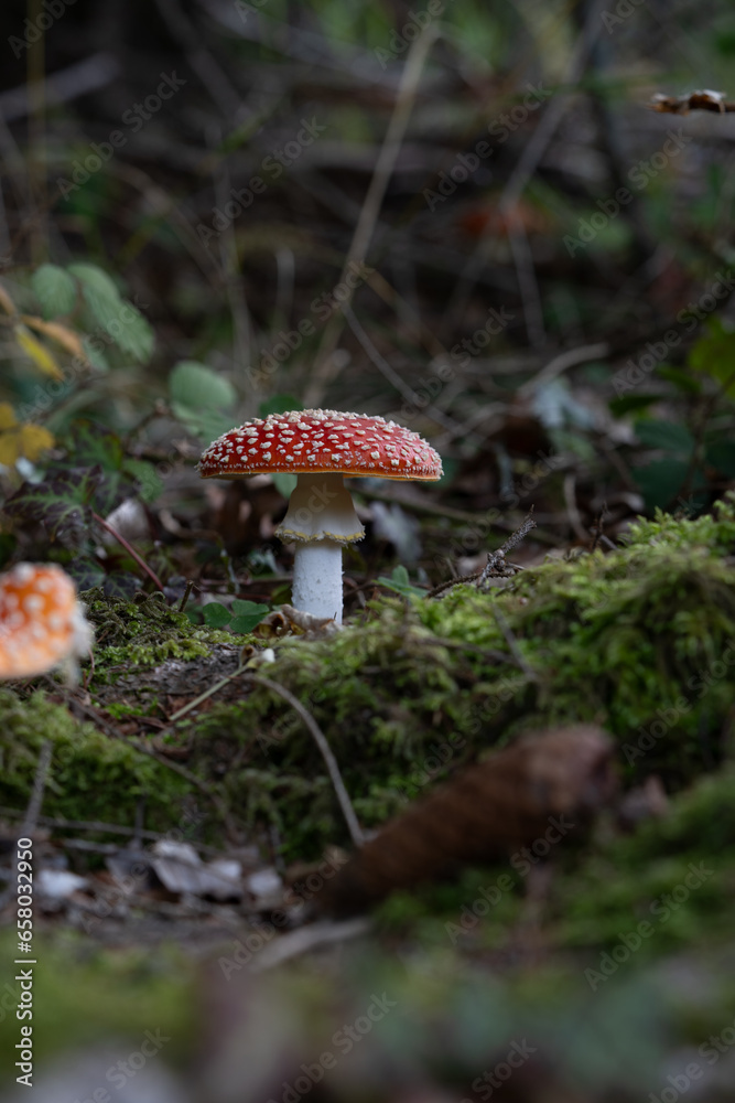 beautiful red toadstools stand in the forest beautiful red toadstools stand in the forest